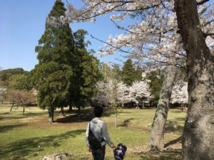 奈良公園　裏参道　桜