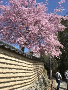 奈良公園　桜