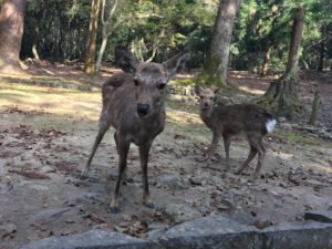 奈良公園　親子の鹿