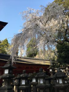 奈良公園　春日大社の桜