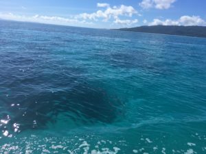 西表島　体験ダイビング　碧色の海